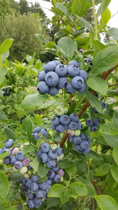 Bio Heidelbeeren