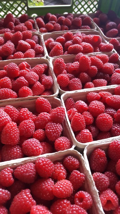 Bio Himbeeren