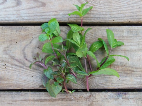 Frische Kräuter in der Küche