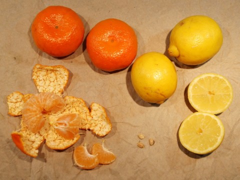 Citrus vermehren